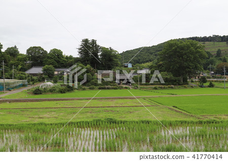 Nursery selection in Japan, landscape in Ishioka 41770414