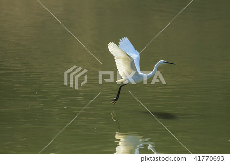 鷺,白鷺,牛背鷺 41770693