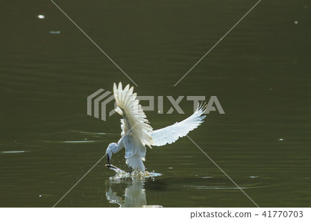 鷺,白鷺,牛背鷺 鷺,白鷺,牛背鷺 41770703