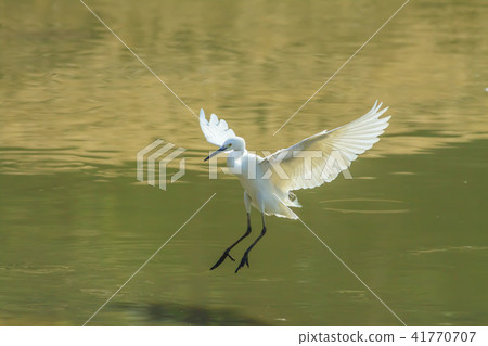 鷺,白鷺,牛背鷺 鷺,白鷺,牛背鷺 41770707