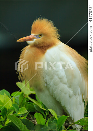 鷺,白鷺,牛背鷺 41770724