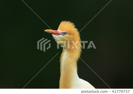 鷺,白鷺,牛背鷺 41770737