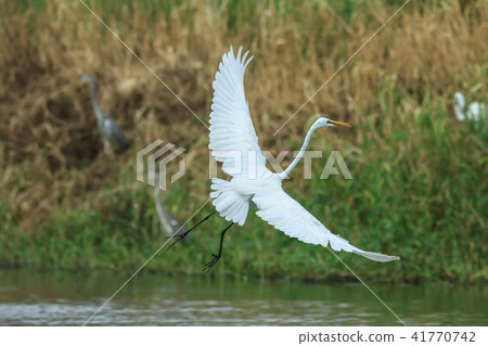 鷺,白鷺,牛背鷺 鷺,白鷺,牛背鷺 41770742