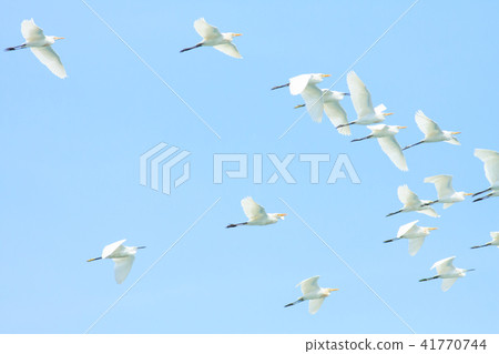 鷺,白鷺,牛背鷺 鷺,白鷺,牛背鷺 41770744