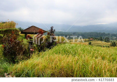Bali Jatirui Rice Terrace Bali Jatirui Rice Terrace 41770883