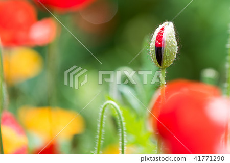 A sparkly poppy bud A sparkly poppy bud 41771290