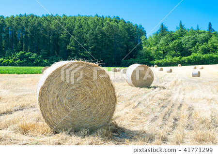 Landscape of the hill Grass Roll Biei Furano Kamifurano Landscape of the hill Grass Roll Biei Furano Kamifurano 41771299