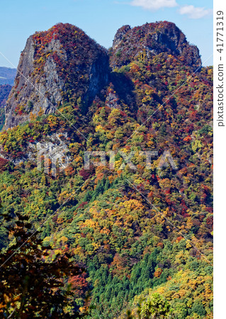 從西尾市和山看到的秋葉的鹿。 41771319