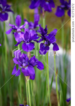 鳶尾花 41771472