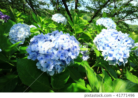 繡球花2636 41771496