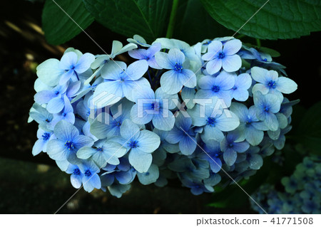 繡球花2656 41771508
