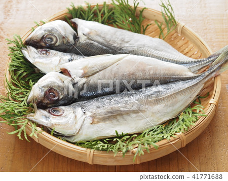 竹莢魚的開幕 41771688