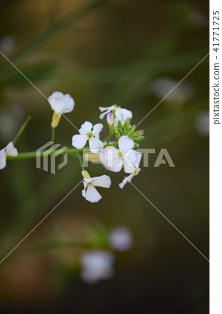 Suzushiro Suzushiro 41771725