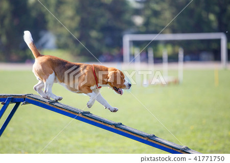 Dog go down on dog walk obstacle in agility trial 41771750