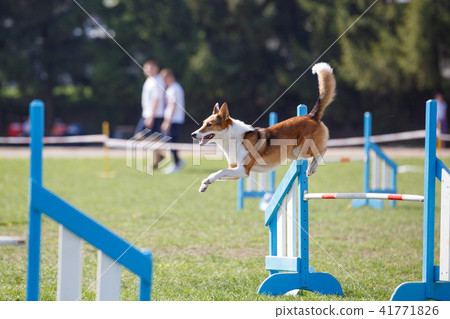 Dog jumping over hurdle in agility competition Dog jumping over hurdle in agility competition 41771826