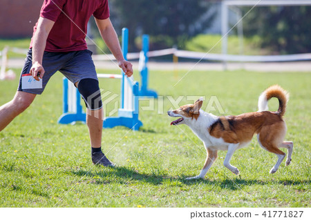 Dog with handler running in agility competition 41771827