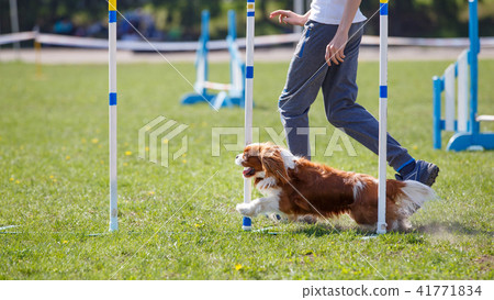 Dog at the slalom in agility competition 41771834