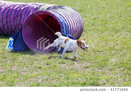Small dog running out from tunnel in agility trial Small dog running out from tunnel in agility trial 41771846