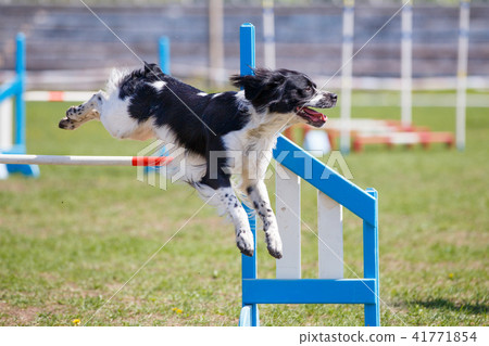 Dog jumping over hurdle in agility competition 41771854
