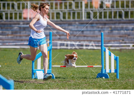 Dog with handler vaulting hurdle in agility trial Dog with handler vaulting hurdle in agility trial 41771871