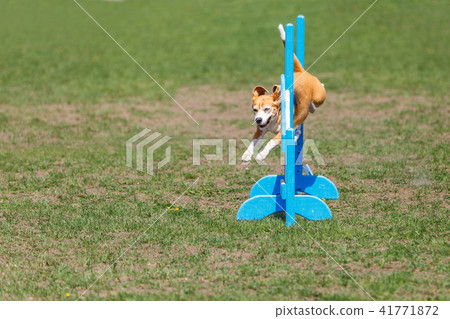 Dog jumping over hurdle in agility competition Dog jumping over hurdle in agility competition 41771872
