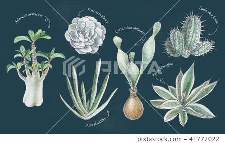 Succulent plant illustration list Succulent plant illustration list 41772022