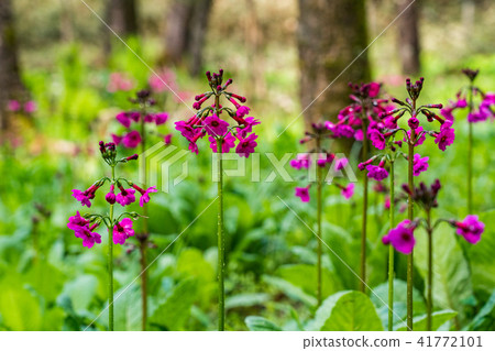 Flower of clinic, community 41772101