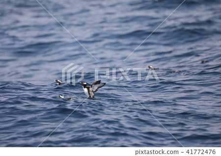 Flock of Kumumuri Flock of Kumumuri 41772476