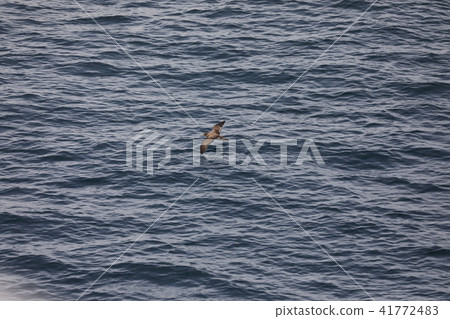 Flight of the Flying Rice Stem 41772483