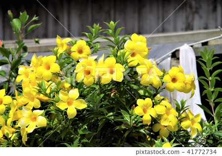 Ariake Kazuura blooming at the eaves of an old folk house [Taketomi Island, Okinawa Prefecture] 41772734
