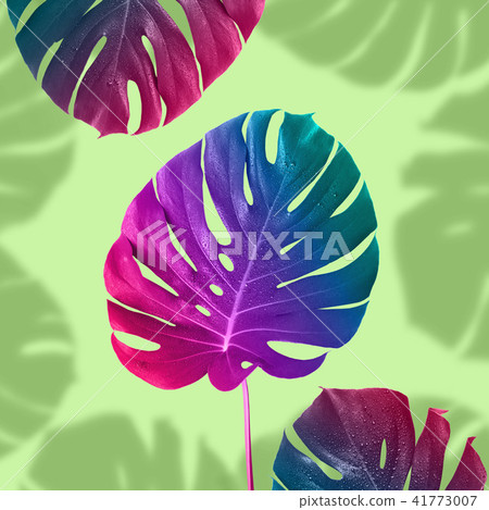 Tropical multicolored gradient monster leaf 41773007