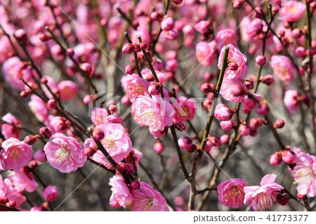 蜜蜂和梅花（紅梅花） 箱崎八幡神社 祝賀花 鹿兒島縣泉市 41773377