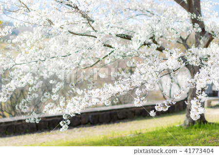 櫻花 41773404