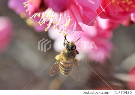 Bees and plum blossoms (red plum blossoms) Hakozaki Hachiman Shrine Congratulations flowers Izumi City Kagoshima Prefecture 41773420