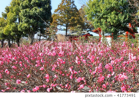 蜜蜂和梅花（紅梅花） 箱崎八幡神社 祝賀花 鹿兒島縣泉市 41773491