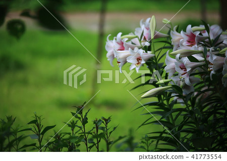 The day the lily struck! 41773554