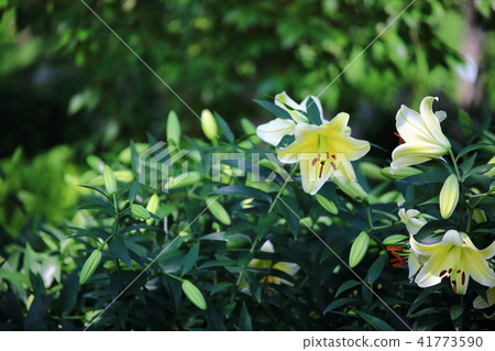 百合花襲來的那一天! 百合花襲來的那一天! 41773590