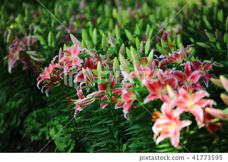 The day the lily struck! 41773595