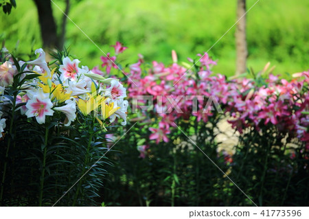 The day the lily struck! 41773596