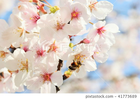 Sakura Sakura Bee Sakura Tokozan Park 鹿兒島縣和泉市 Sakura Sakura Bee Sakura Tokozan Park 鹿兒島縣和泉市 41773689