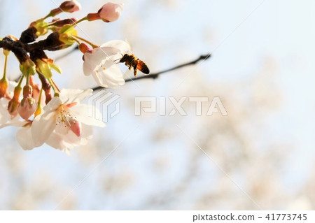 櫻花櫻花蜜蜂櫻花花瓣春季盛開可持續發展碳中和 櫻花櫻花蜜蜂櫻花花瓣春季盛開可持續發展碳中和 41773745