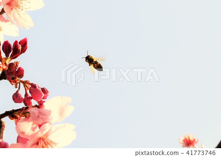 櫻花櫻花蜜蜂櫻花花瓣春季盛開可持續發展碳中和 41773746