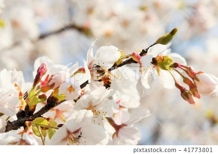 櫻花櫻花蜜蜂櫻花花瓣春季盛開可持續發展碳中和 41773801