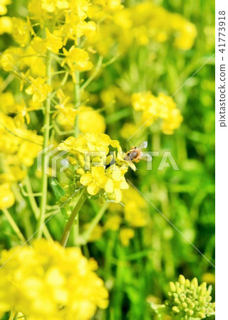 鹿兒島縣和泉市高尾町油菜地、春天的閃光、油菜花、蜜蜂、蜜蜂 鹿兒島縣和泉市高尾町油菜地、春天的閃光、油菜花、蜜蜂、蜜蜂 41773918