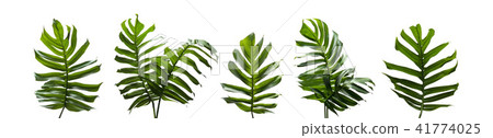 Monstera mulltiple, Tropical leaves set on white Monstera mulltiple, Tropical leaves set on white 41774025