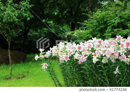 Symbol of innocence Lily 41774286