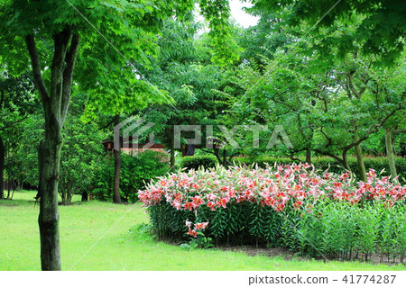 Symbol of innocence Lily 41774287