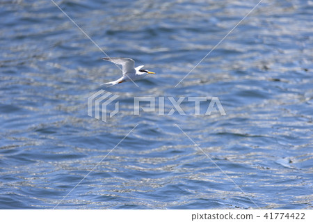 Little tern Little tern 41774422