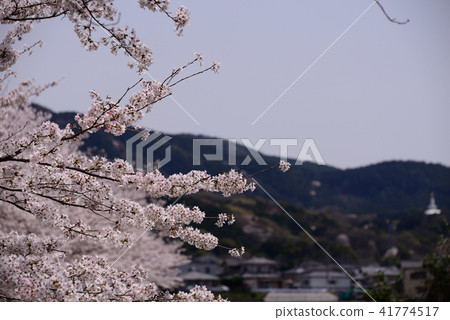Cherry blossoms in full bloom Cherry blossoms in full bloom 41774517
