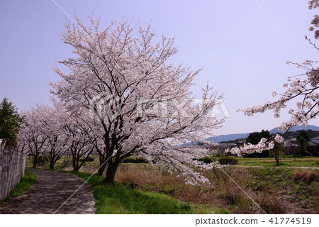Cherry blossoms in full bloom Cherry blossoms in full bloom 41774519